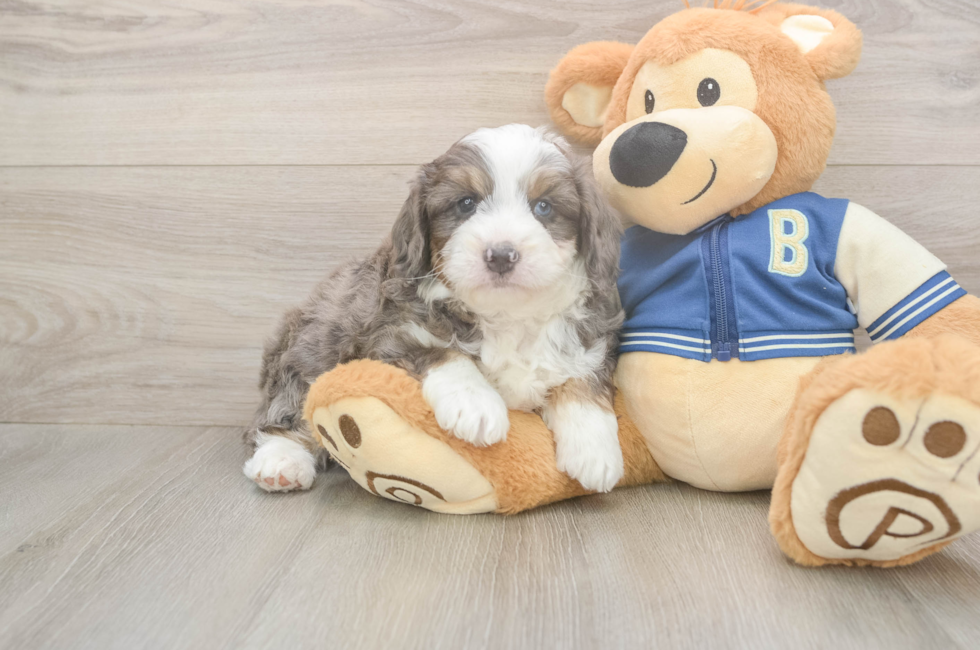5 week old Mini Aussiedoodle Puppy For Sale - Lone Star Pups