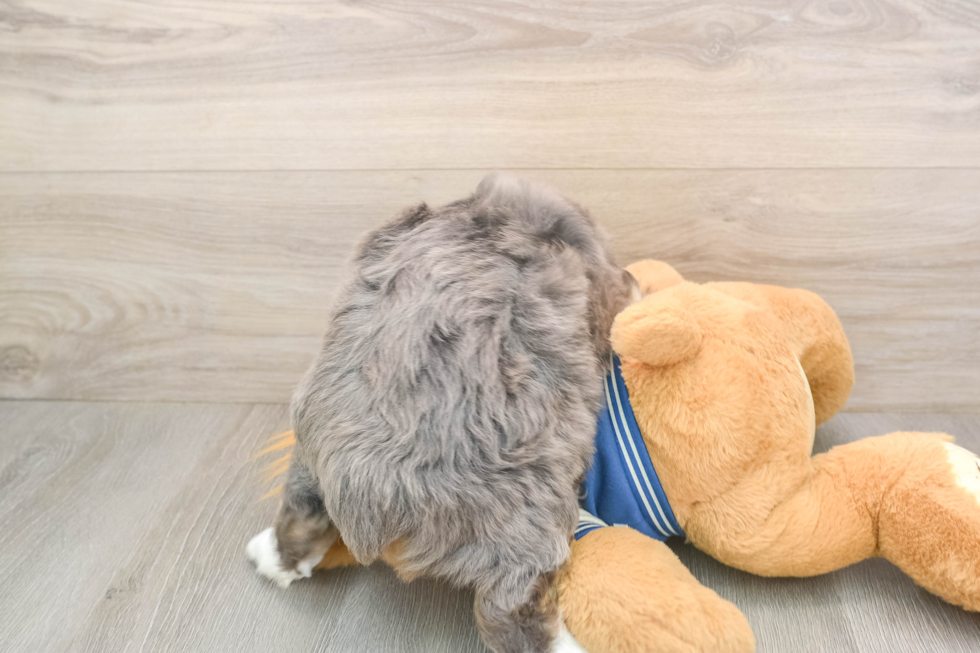 Smart Mini Aussiedoodle Poodle Mix Pup