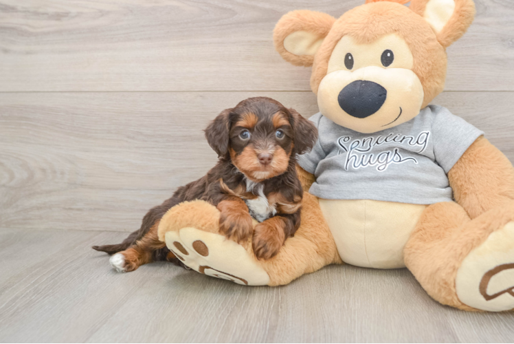 Hypoallergenic Aussiepoo Poodle Mix Puppy