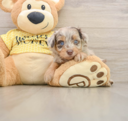 7 week old Mini Aussiedoodle Puppy For Sale - Lone Star Pups