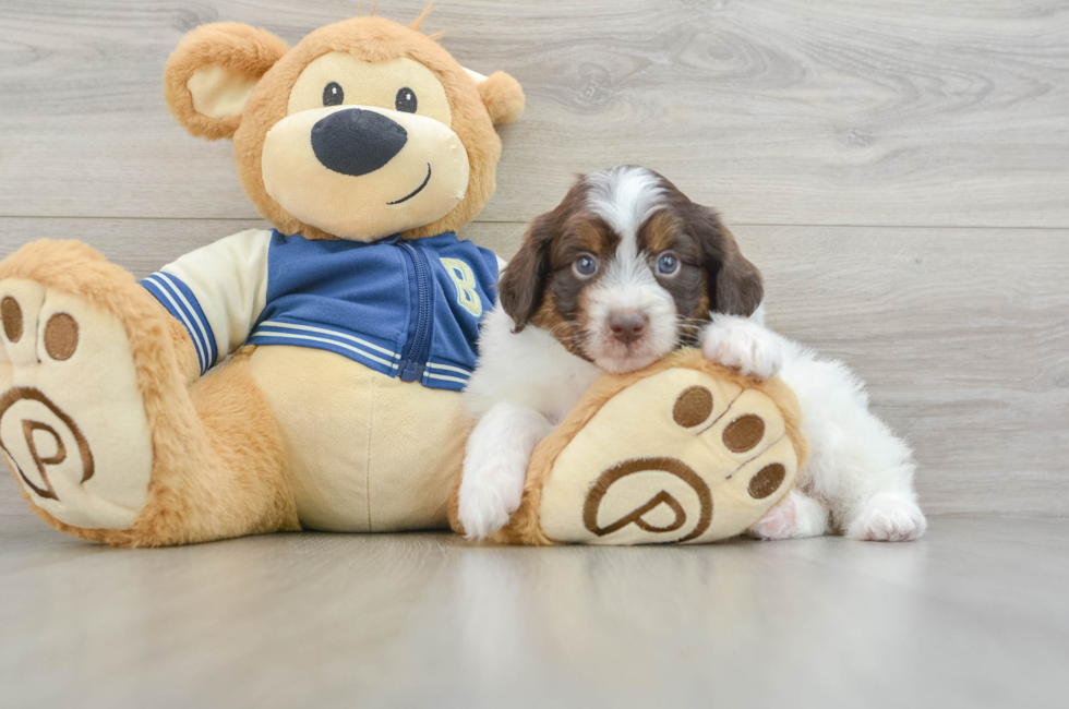 7 week old Mini Aussiedoodle Puppy For Sale - Lone Star Pups