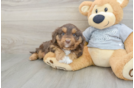 Energetic Aussie Poo Poodle Mix Puppy