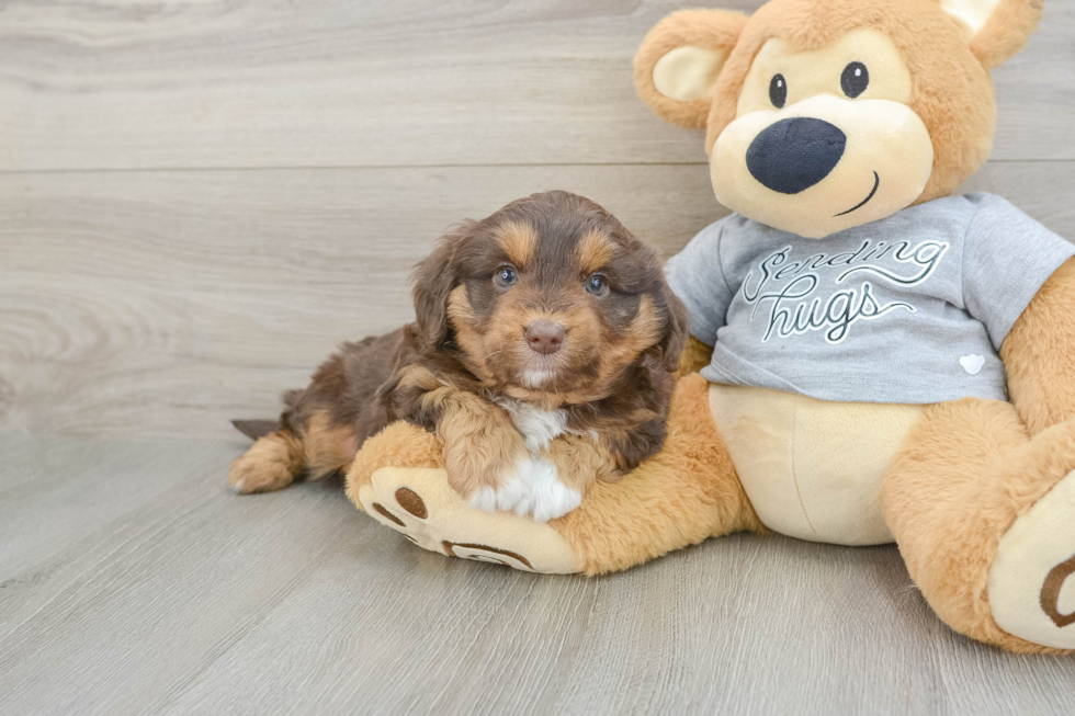 Energetic Aussie Poo Poodle Mix Puppy