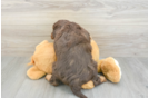 Mini Aussiedoodle Pup Being Cute