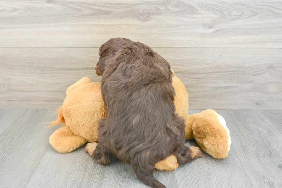 Mini Aussiedoodle Pup Being Cute