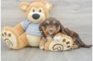 Adorable Mini Australian Shepherd X Poodle Mix Poodle Mix Puppy