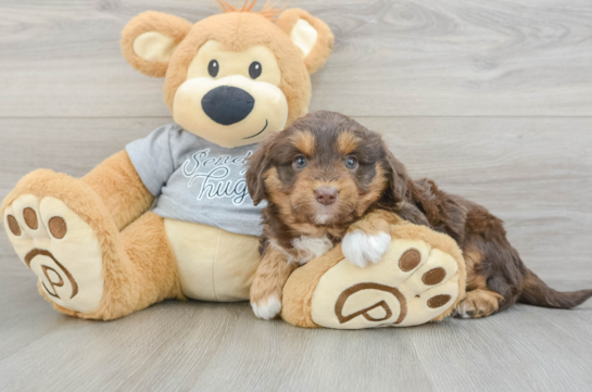 Adorable Mini Australian Shepherd X Poodle Mix Poodle Mix Puppy