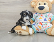 7 week old Mini Aussiedoodle Puppy For Sale - Lone Star Pups