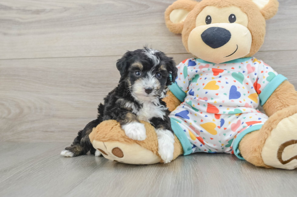 5 week old Mini Aussiedoodle Puppy For Sale - Lone Star Pups