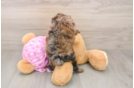 Mini Aussiedoodle Pup Being Cute