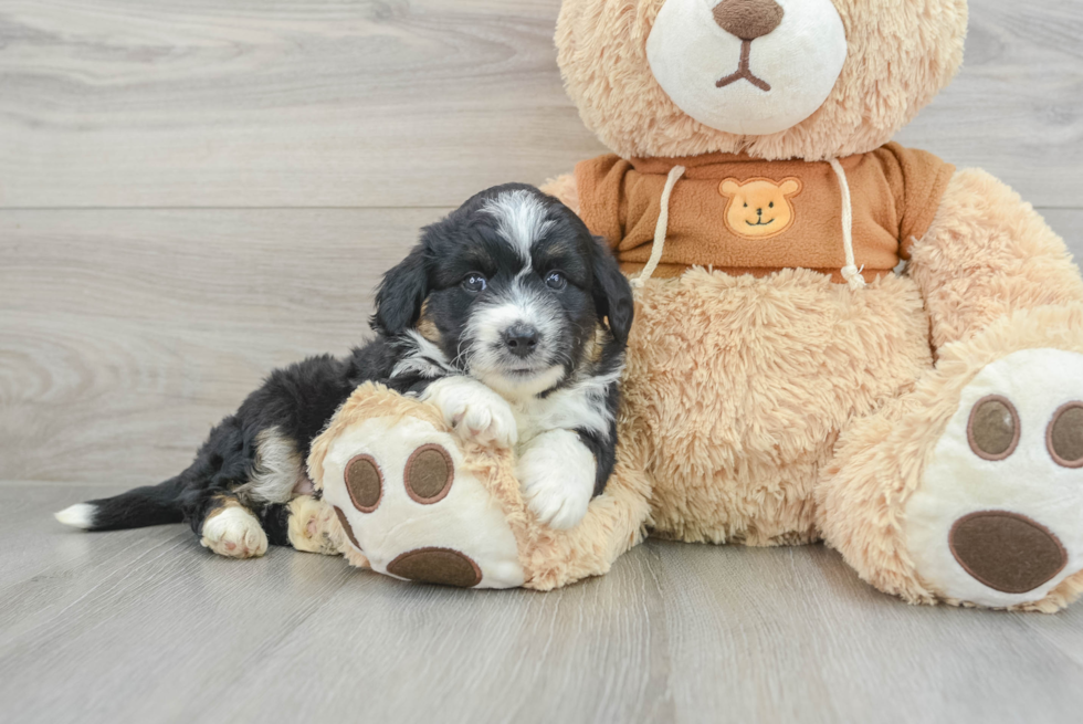 Smart Mini Aussiedoodle Poodle Mix Pup