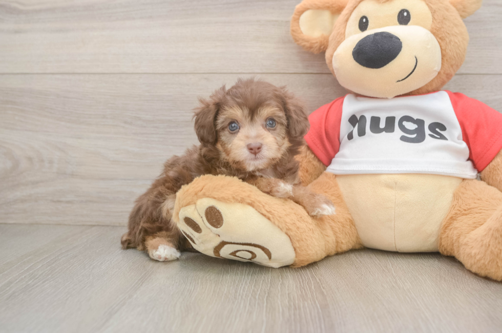 5 week old Mini Aussiedoodle Puppy For Sale - Lone Star Pups