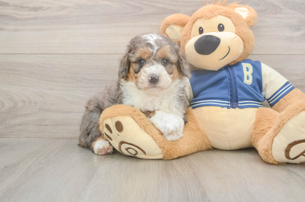 5 week old Mini Aussiedoodle Puppy For Sale - Lone Star Pups