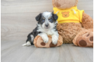 Best Mini Aussiedoodle Baby