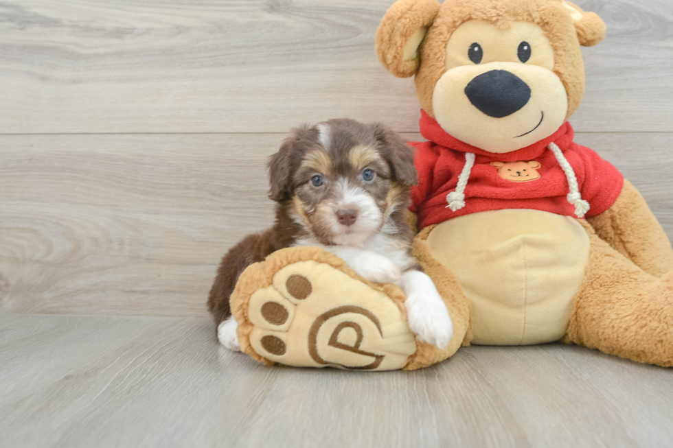 Funny Mini Aussiedoodle Poodle Mix Pup