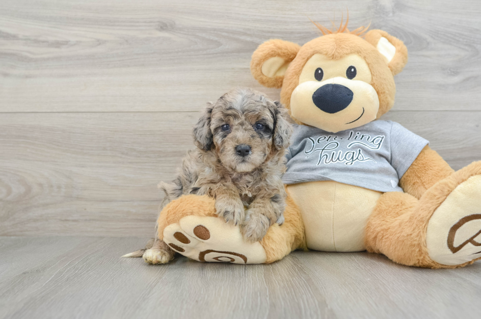 5 week old Mini Aussiedoodle Puppy For Sale - Lone Star Pups