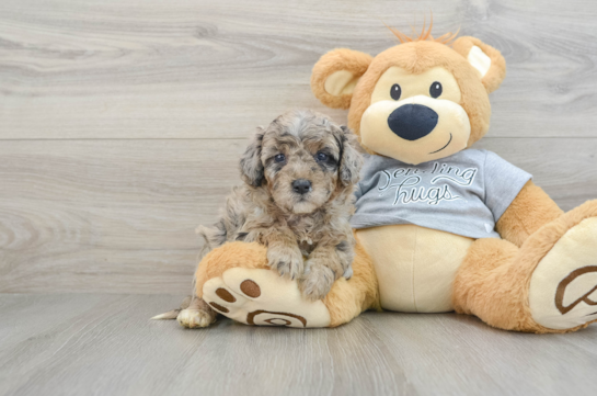 Adorable Mini Australian Shepherd X Poodle Mix Poodle Mix Puppy