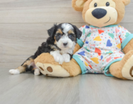 7 week old Mini Aussiedoodle Puppy For Sale - Lone Star Pups
