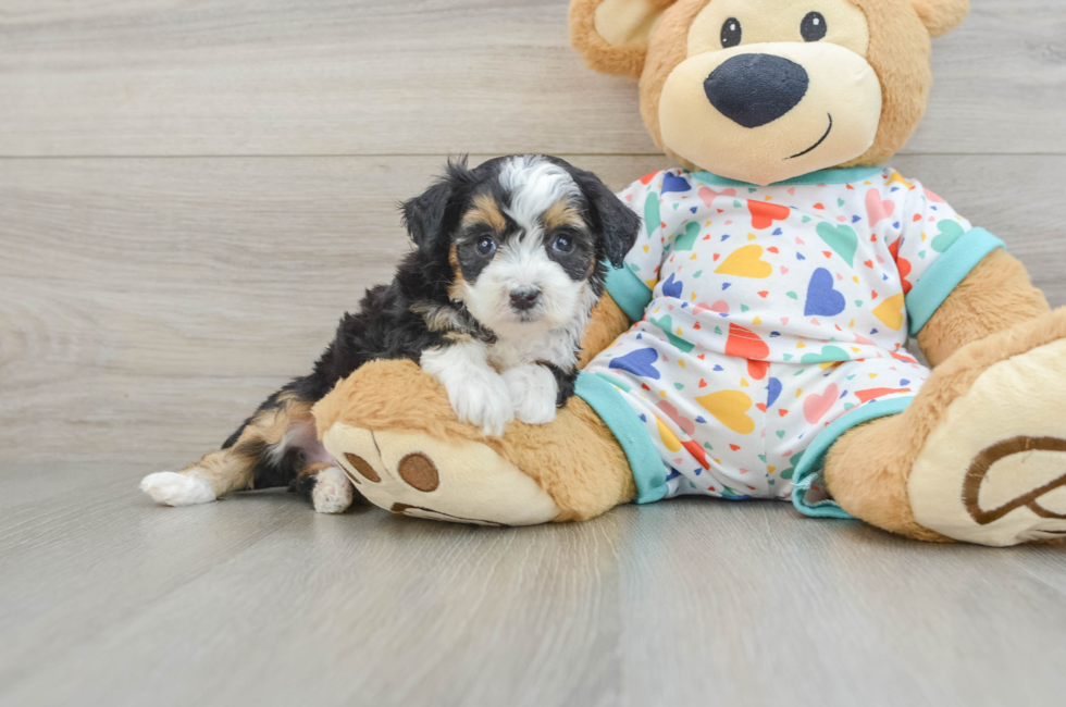 5 week old Mini Aussiedoodle Puppy For Sale - Lone Star Pups