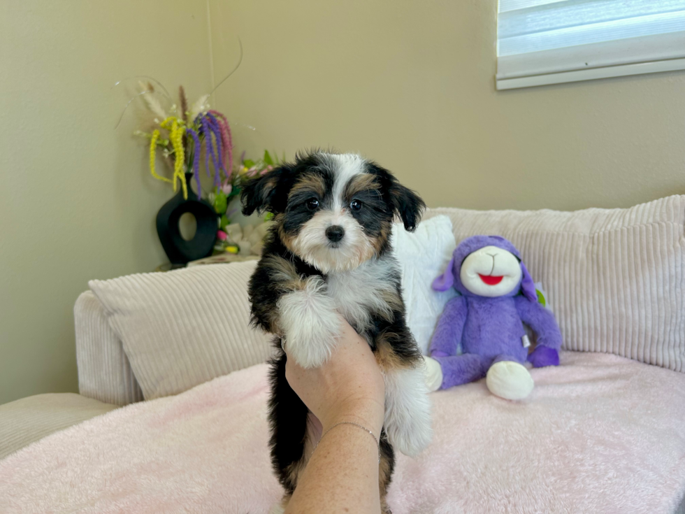 Cute Mini Aussiedoodle Poodle Mix Pup