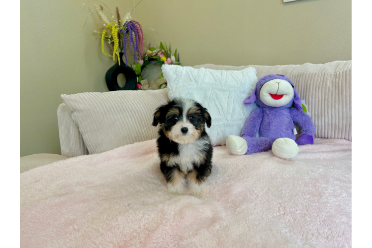 Mini Aussiedoodle Pup Being Cute