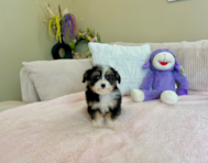 10 week old Mini Aussiedoodle Puppy For Sale - Lone Star Pups