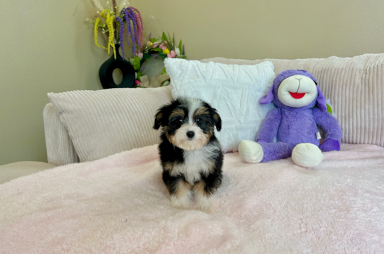 Mini Aussiedoodle Pup Being Cute