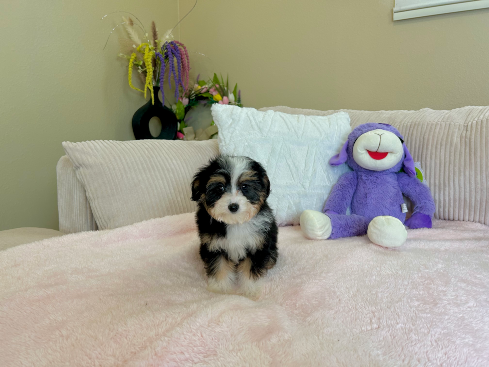 Cute Mini Aussiedoodle Poodle Mix Pup