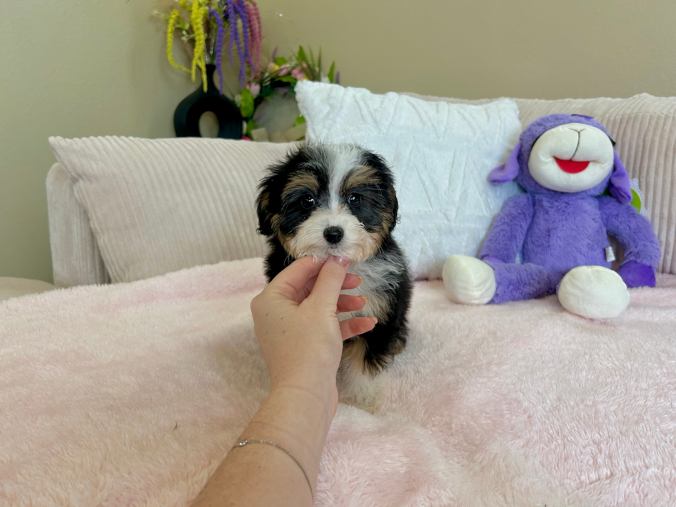 Cute Mini Aussiedoodle Baby