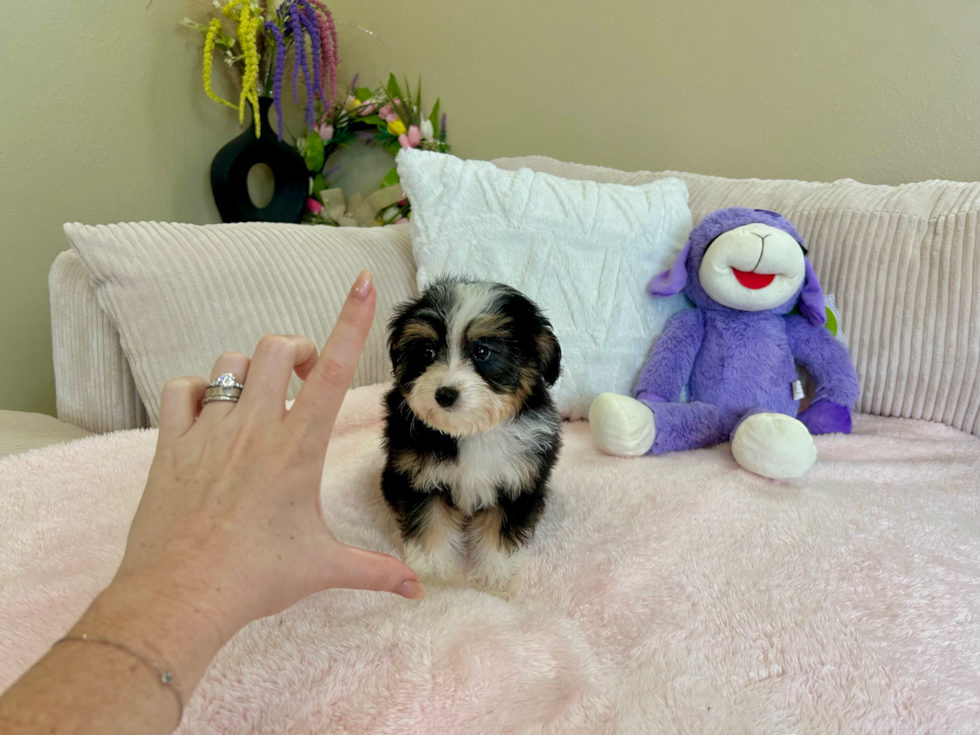 Mini Aussiedoodle Puppy for Adoption