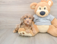 8 week old Mini Aussiedoodle Puppy For Sale - Lone Star Pups