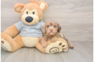 Petite Mini Aussiedoodle Poodle Mix Pup