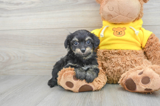 Mini Aussiedoodle Pup Being Cute
