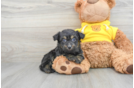 Hypoallergenic Aussiepoo Poodle Mix Puppy