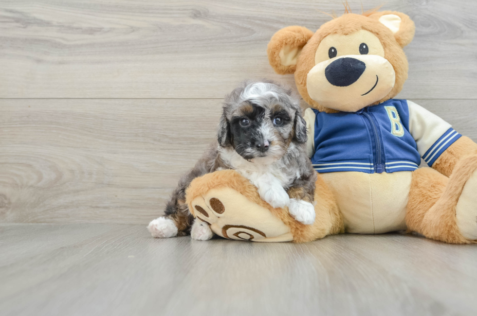 5 week old Mini Aussiedoodle Puppy For Sale - Lone Star Pups