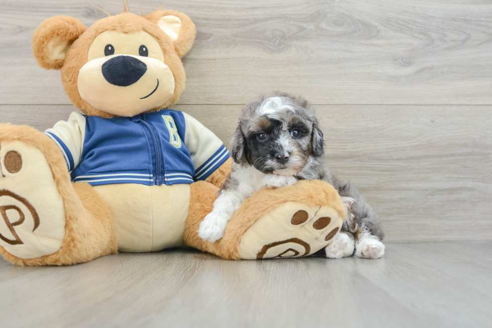 Petite Mini Aussiedoodle Poodle Mix Pup