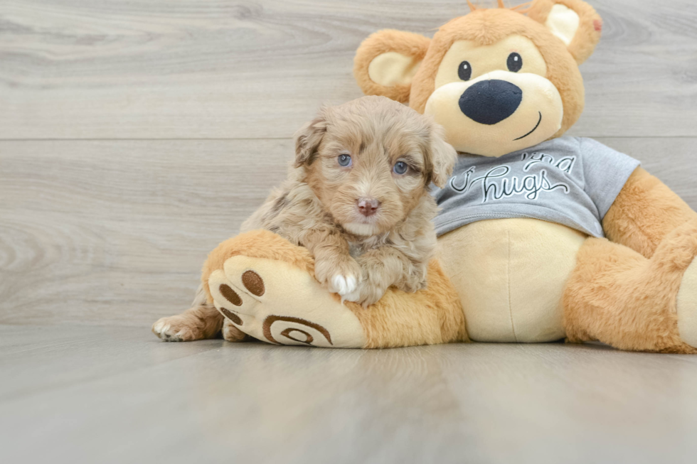 Popular Mini Aussiedoodle Poodle Mix Pup