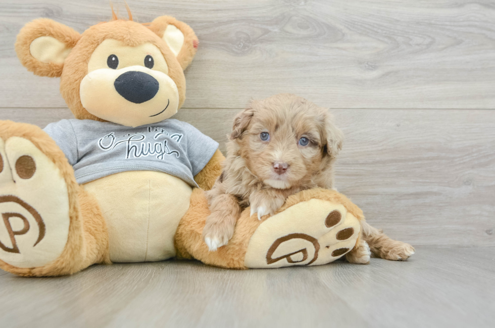 7 week old Mini Aussiedoodle Puppy For Sale - Lone Star Pups