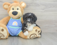 8 week old Mini Aussiedoodle Puppy For Sale - Lone Star Pups