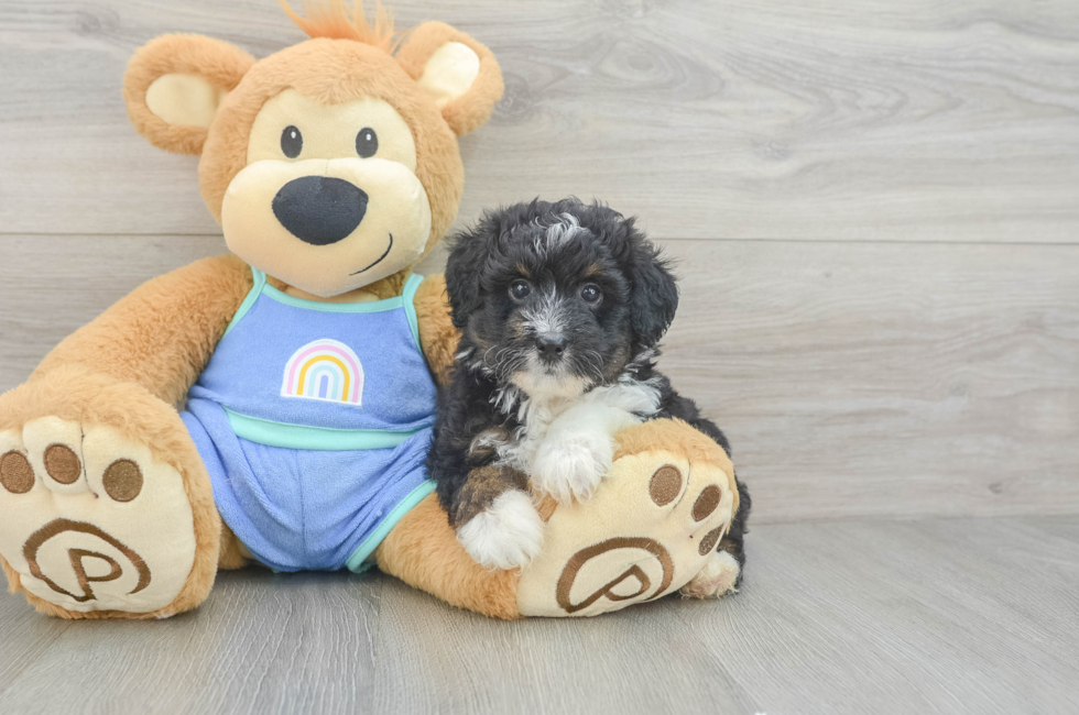 5 week old Mini Aussiedoodle Puppy For Sale - Lone Star Pups