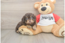 Hypoallergenic Aussiepoo Poodle Mix Puppy