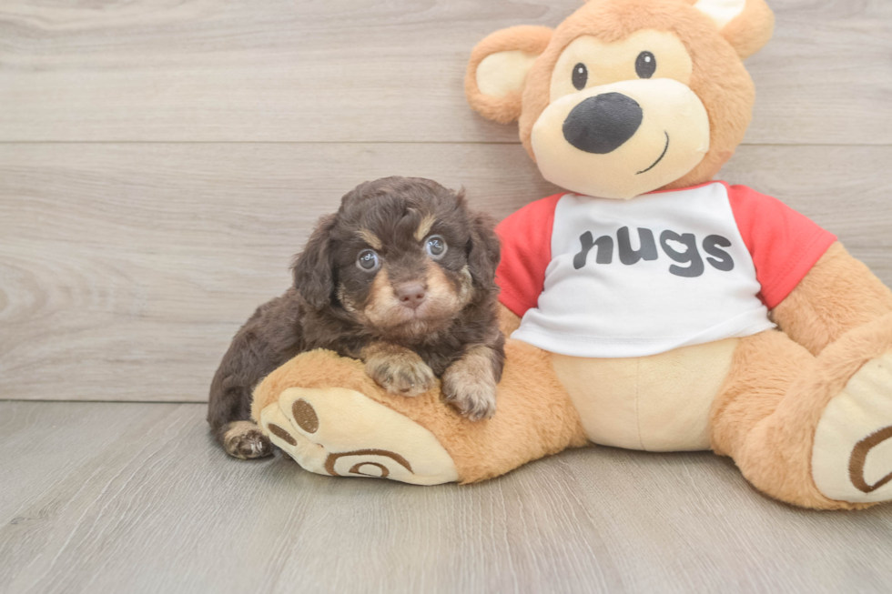 Hypoallergenic Aussiepoo Poodle Mix Puppy