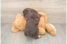 Popular Mini Aussiedoodle Poodle Mix Pup
