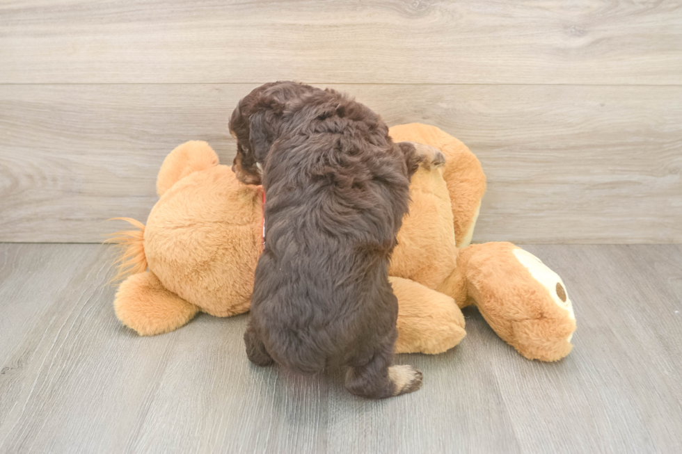 Popular Mini Aussiedoodle Poodle Mix Pup