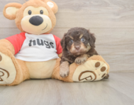 9 week old Mini Aussiedoodle Puppy For Sale - Lone Star Pups