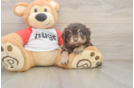 Hypoallergenic Aussiepoo Poodle Mix Puppy