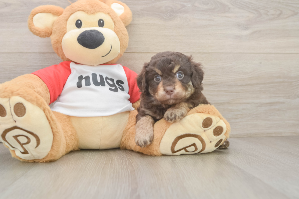 Hypoallergenic Aussiepoo Poodle Mix Puppy
