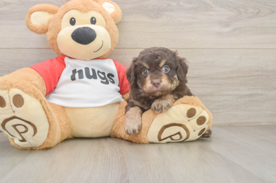 Hypoallergenic Aussiepoo Poodle Mix Puppy