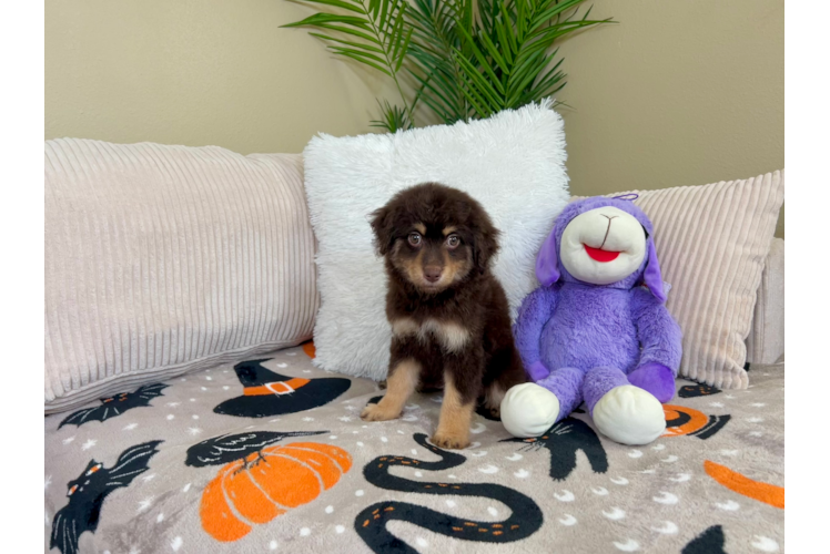 Cute Mini Aussiedoodle Baby