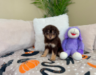 9 week old Mini Aussiedoodle Puppy For Sale - Lone Star Pups